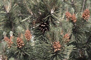 close up of a pine cone