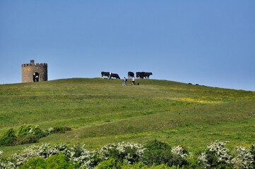 Wzgórze, pastwisko z krowami i turystami na rowerach © Eva Biedrzycka