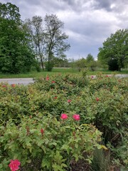 flowers in the park