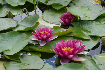 Closeup of a pink waterlily, lotus and grass in the garden pond