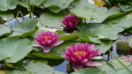 Closeup of a pink waterlily, lotus and grass in the garden pond