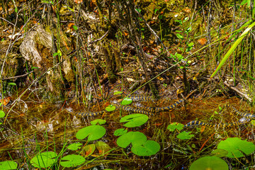 American Alligator babies at Okefenokee Swamp Park, South Georgia.