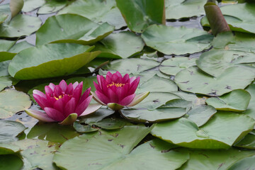 Closeup of a pink waterlily, lotus and grass in the garden pond