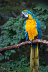 Blue And Gold Macaw