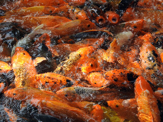 Obraz na płótnie Canvas koi fish swim in the pond 