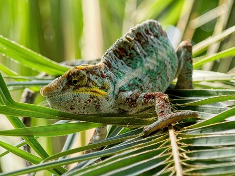 Chameleon in a palm tree
