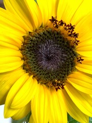 Obraz premium sunflower and bee