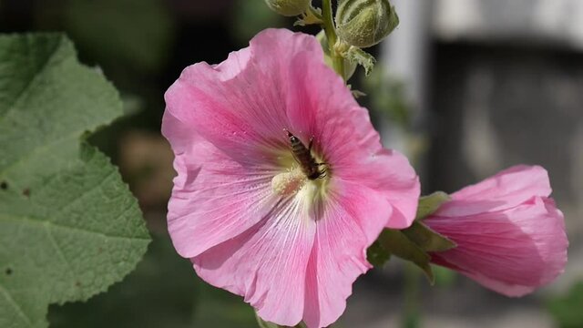 pink rose mallow flowers and collecting pollen on a bee,