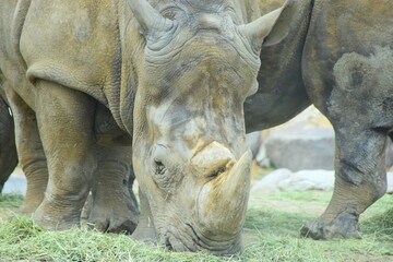 Obraz premium 草を食べるサファリ在住のシロサイ 