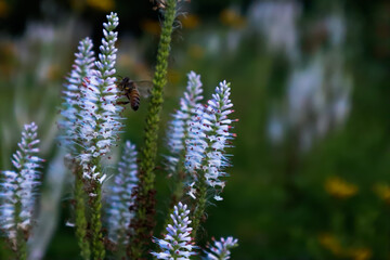 wild flowers in the garden with honey bee