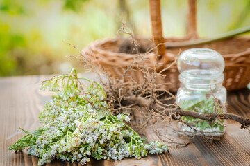 Dried rhizomes and roots of valerian medicinal. Transparent jar with fresh valerian flowers. Ingredients for preparation of natural herbal medicines