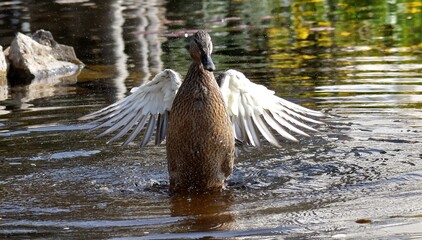 Kaczka z rozciągnientymi skrzydłami © Eva Biedrzycka