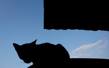 The cat`s silhouette is eyeing the prey on the roof