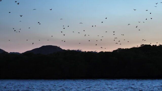 Flock of Flying Foxes (Bats) Taking Flight At Sunset, Kalong Island, Indonesia