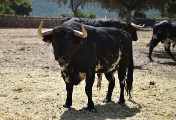 spanish bull in the field
