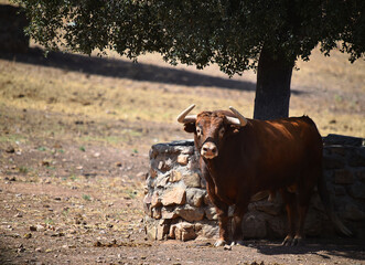 spanish bull in the field