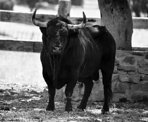 spanish bull in the field
