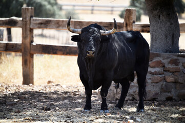 spanish bull in the field