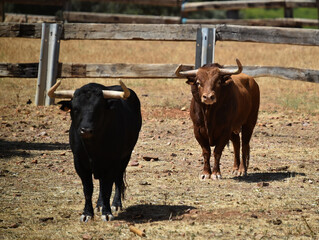 spanish bull in the field