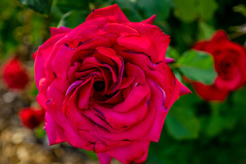 Red rose in bloom