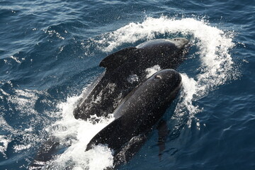 Fototapeta premium A family of Killer whale/Orca with a young baby, hunting the tuna fish in the Strait of Gibraltar, Spain, Marocco, UK.