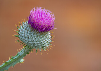 Isolate Purple Thistle