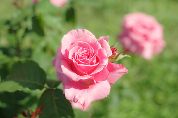 ピンクのバラ