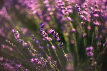 Close-up image of violet lavender flowers in a field on a Sunny day, on a blurry background with a copy of space Selective and soft focus. The lavender field blooms in summer.