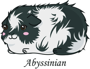 Guinea pig cavia abyssinian black white cute cartoon 