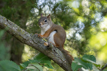 Naklejka na ściany i meble curious red squirrel is looking for food on a sunny day at the park