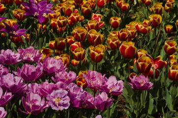 The garden is fullof life, tulips have bloomed, vivid flora colors, shape, design, beautiful petals,  alive and full of vigor and projecting, love, inspiration, beauty and care.  Can almsot smell 'em
