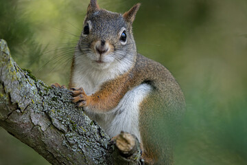 curious red squirrel is looking for food on a sunny day at the park