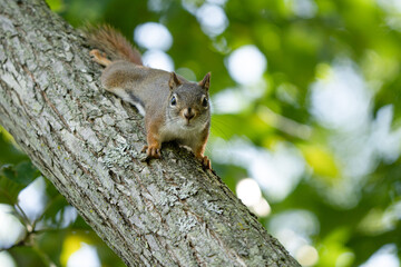 curious red squirrel is looking for food on a sunny day at the park