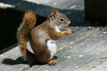 curious red squirrel is looking for food on a sunny day at the park
