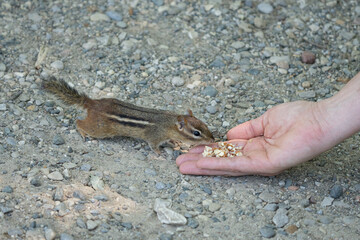 eastern chipmunk is being hand fed on a hike in the woods