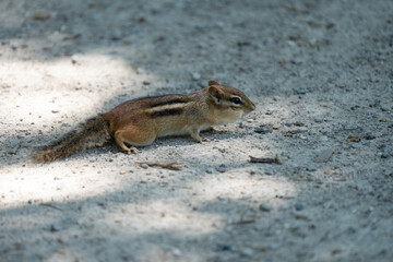 eastern chipmunk looking for food on a sunny day in the woods
