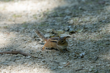 eastern chipmunk looking for food on a sunny day in the woods