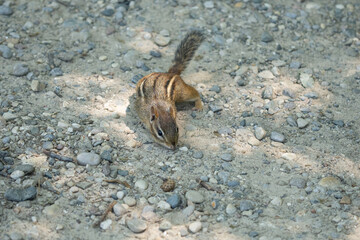 eastern chipmunk looking for food on a sunny day in the woods