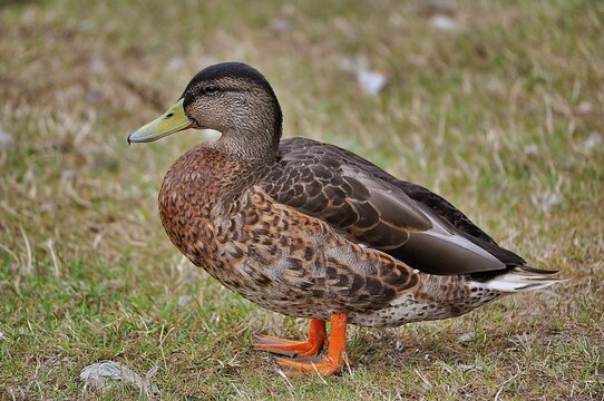 kaczka samiczka femail