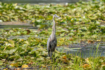 great blue heron is watching you from the wetlands