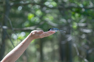 littlebird eats seed from your hand while on a hike in the woods