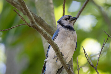 vibrant blue jay is perched high on a branch in the woods