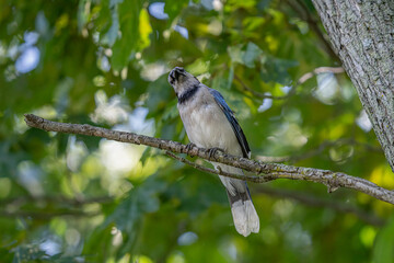 vibrant blue jay is perched high on a branch in the woods