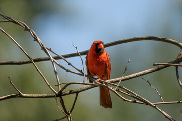 vibrant cardinal is watchful on a sunny day in the woods