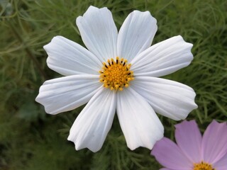 Fototapeta premium white daisy flower
