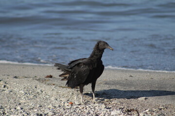 Zopilote en la playa
Buzzard at the beach