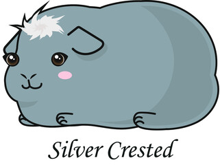Guinea pig cartoon cavia cute silver crested