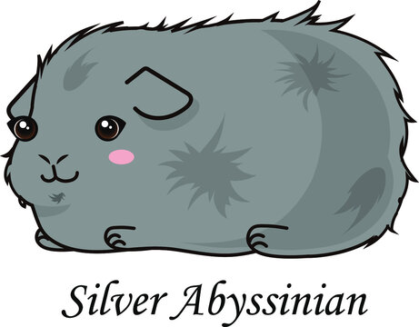 Guinea Pig Cartoon Cavia Cute Silver Abyssinian