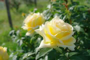 Fototapeta na wymiar 黄色のバラ