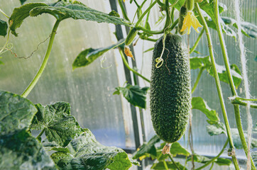 Close-up of a young, dark green cucumber with pimples ripening in a greenhouse. Agriculture, selection and cultivation of vegetables for everyday consumption. Organic farm products. Space for text. 